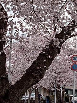 新川で桜の写真を撮りました