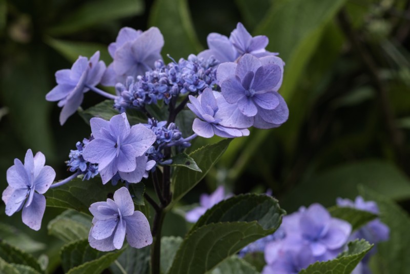 hydrangea